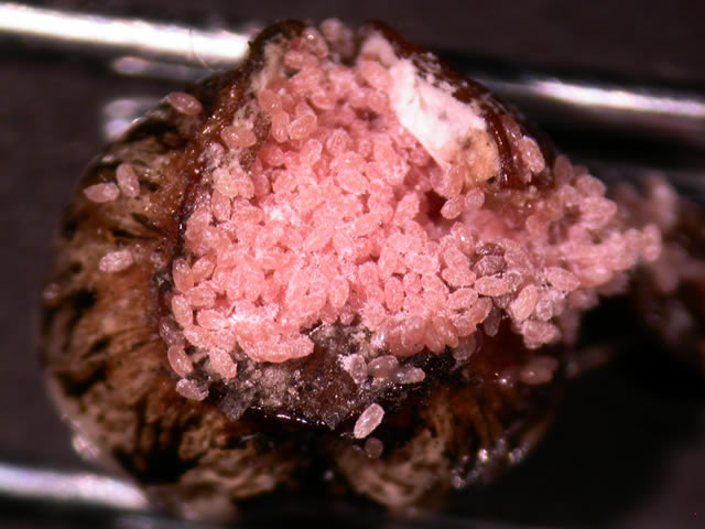 Calico Scale
